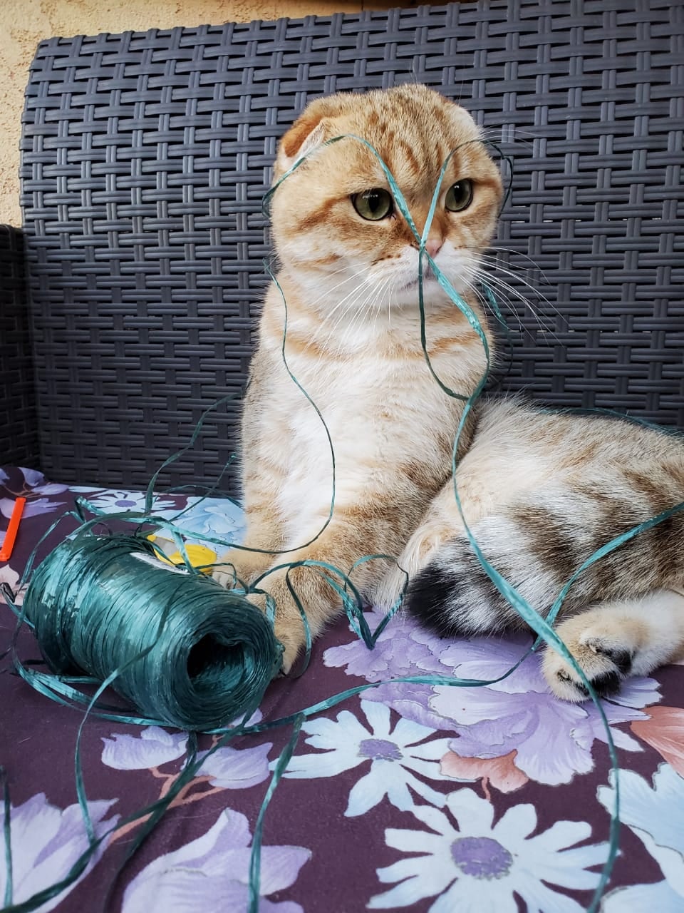 Я хозяйке помогала и все нитки размотала