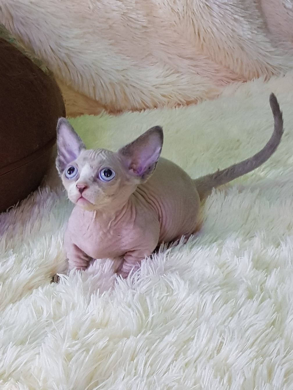 Даже кроватке шубку купили, а мне нет