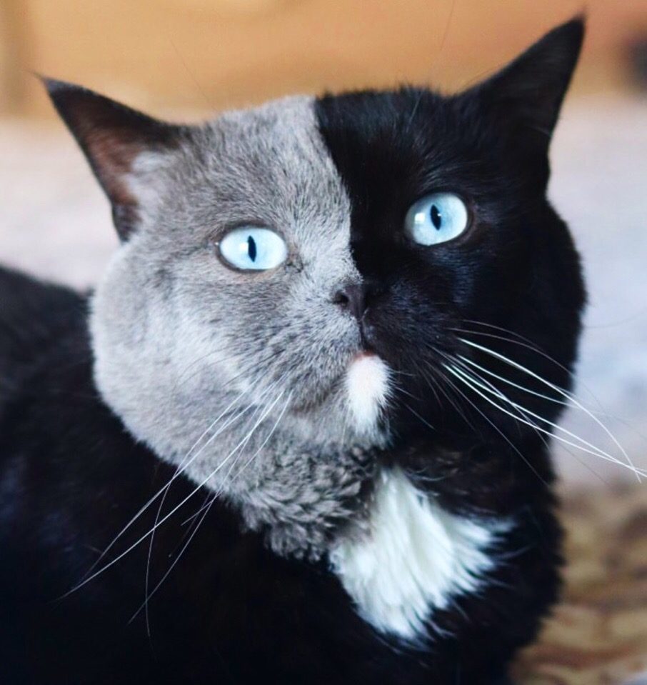 Я красавчик, хоть куда