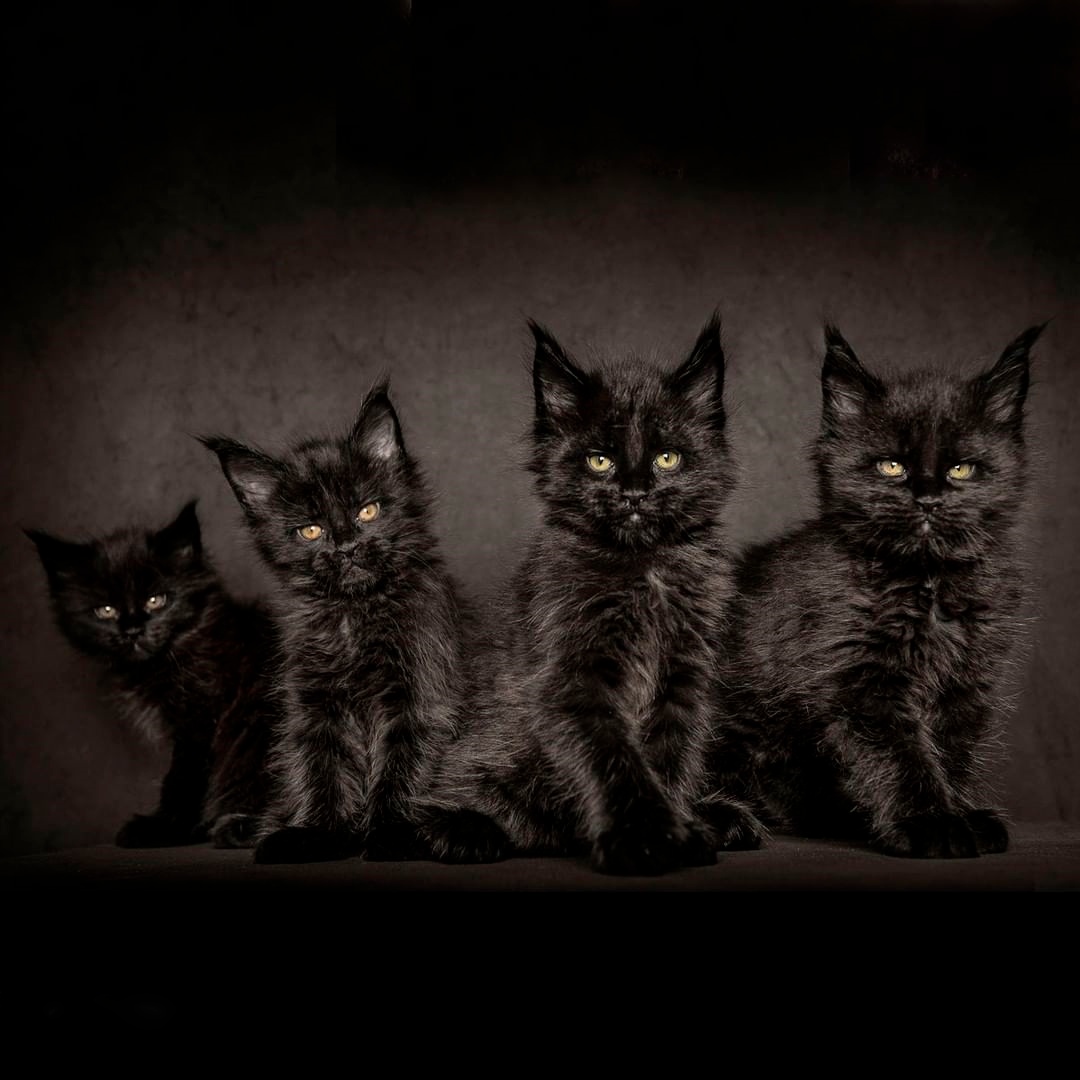 Четыре чёрненьких чумазеньких чертёнка