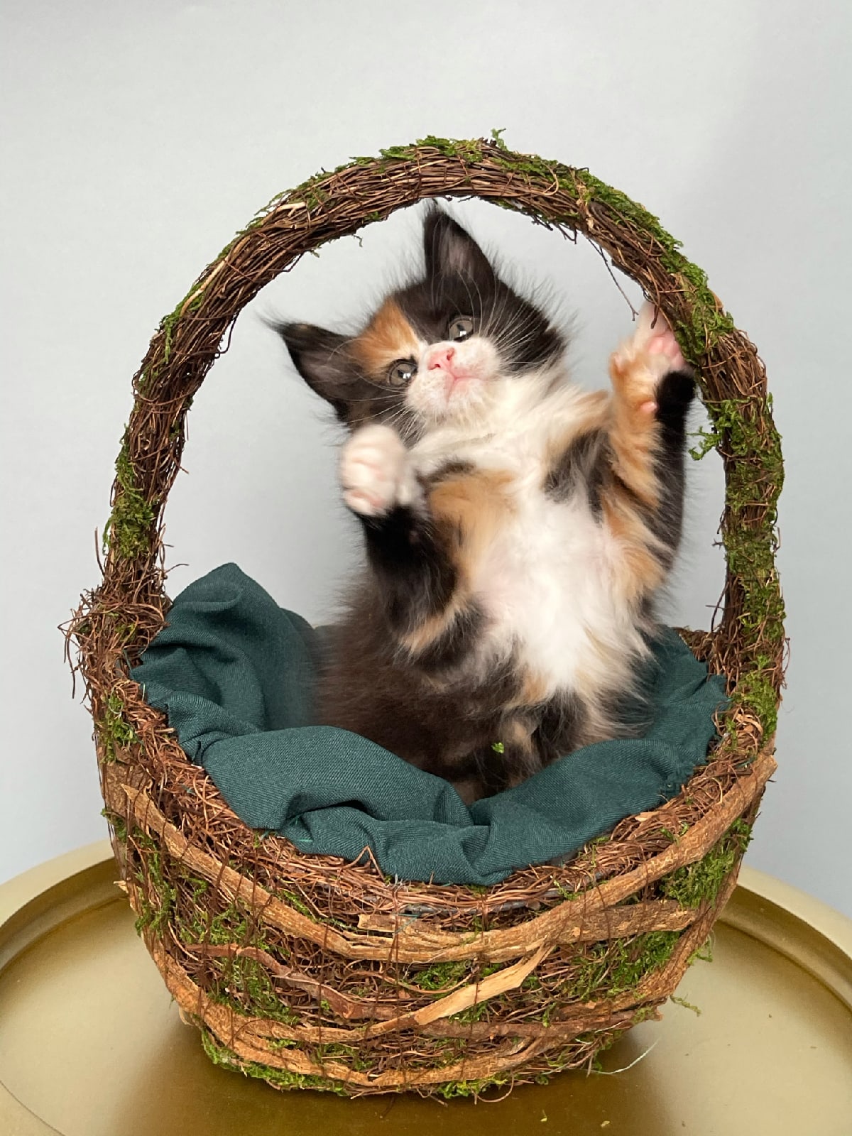 Лучший Ваш подарочек, это - я