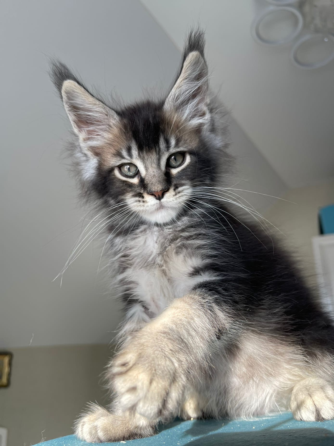 Ладно сдаюсь, стригите когти