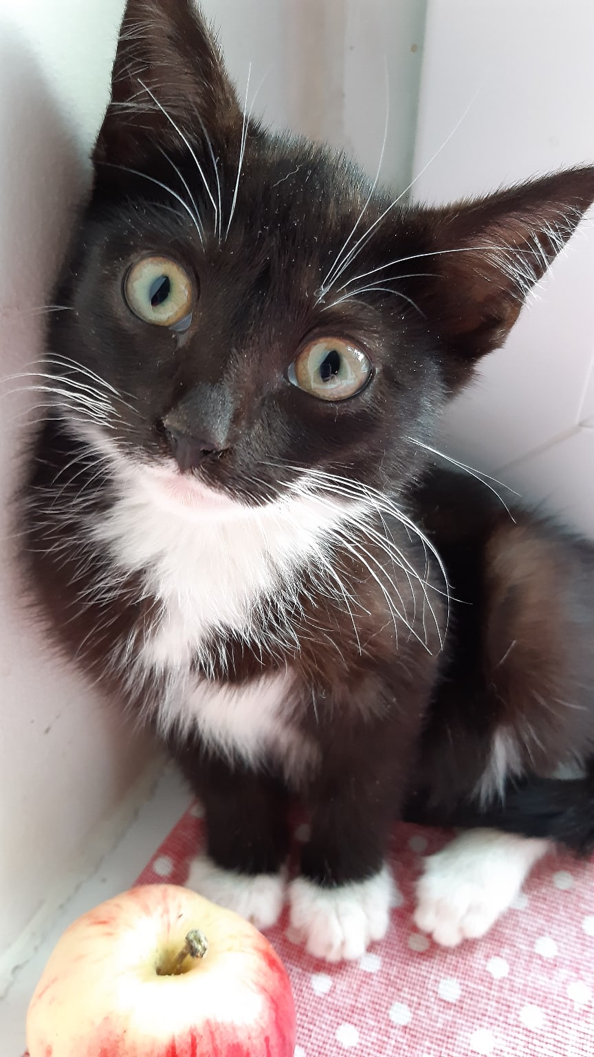 Я взятки яблоками не беру