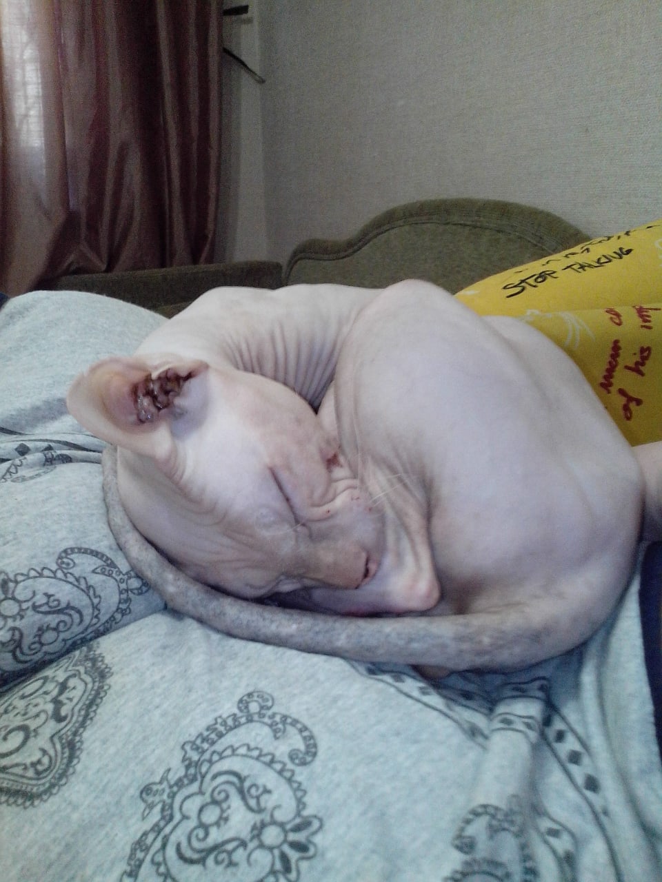 Люди будьте добрее, укройте замёрзшую кошечку