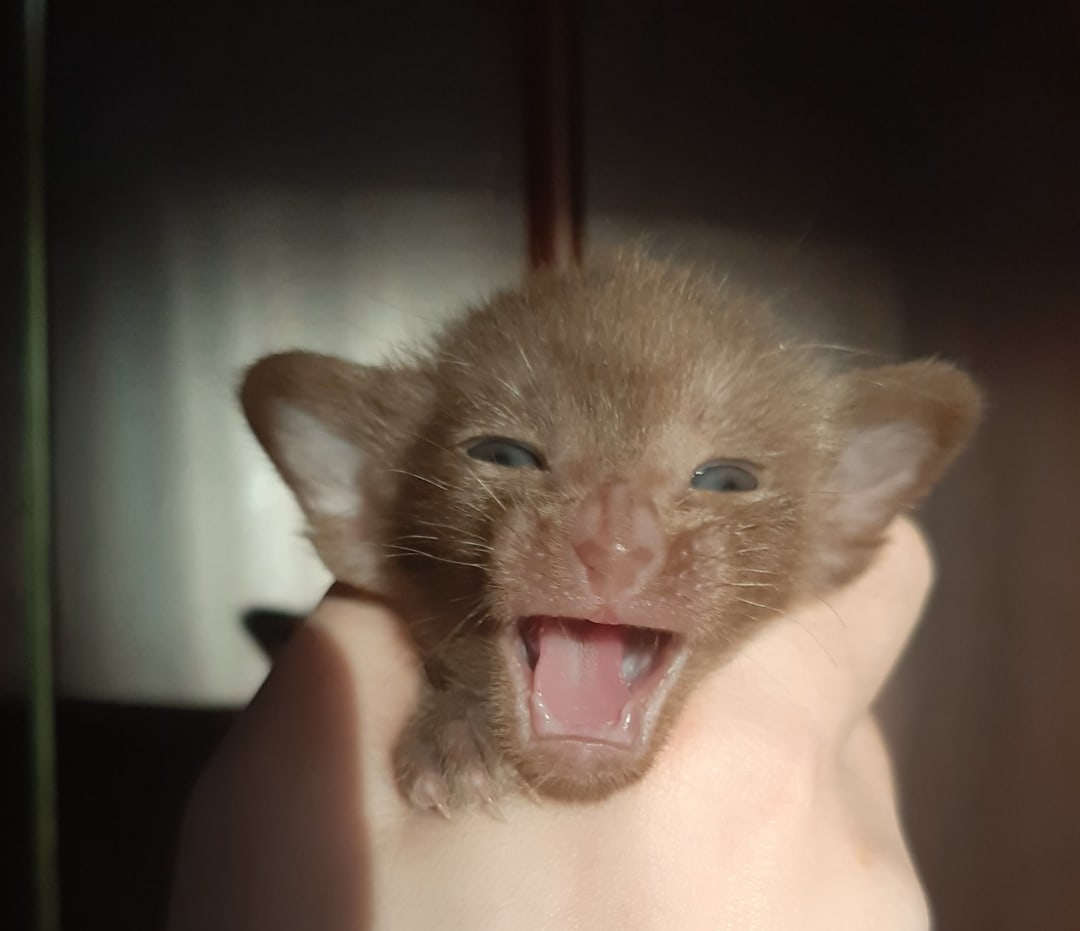 Верните меня мамочке