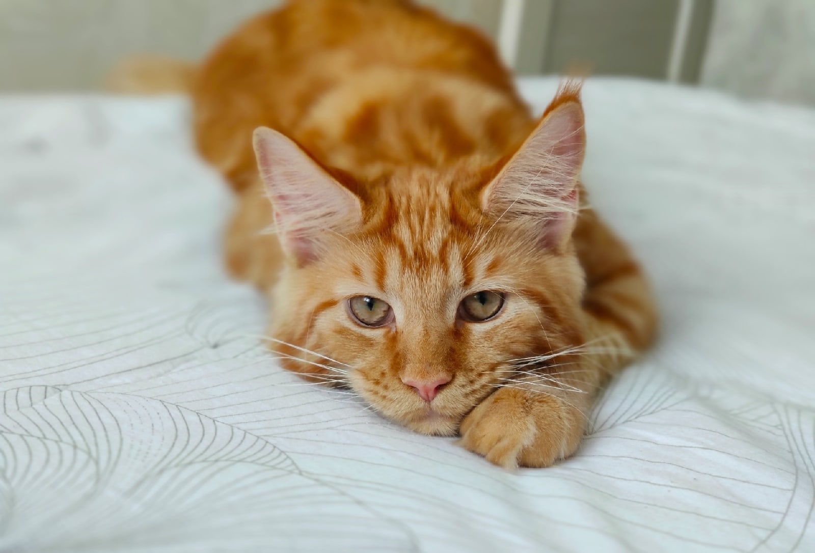 Всех проводил на работу, чем бы мне заняться