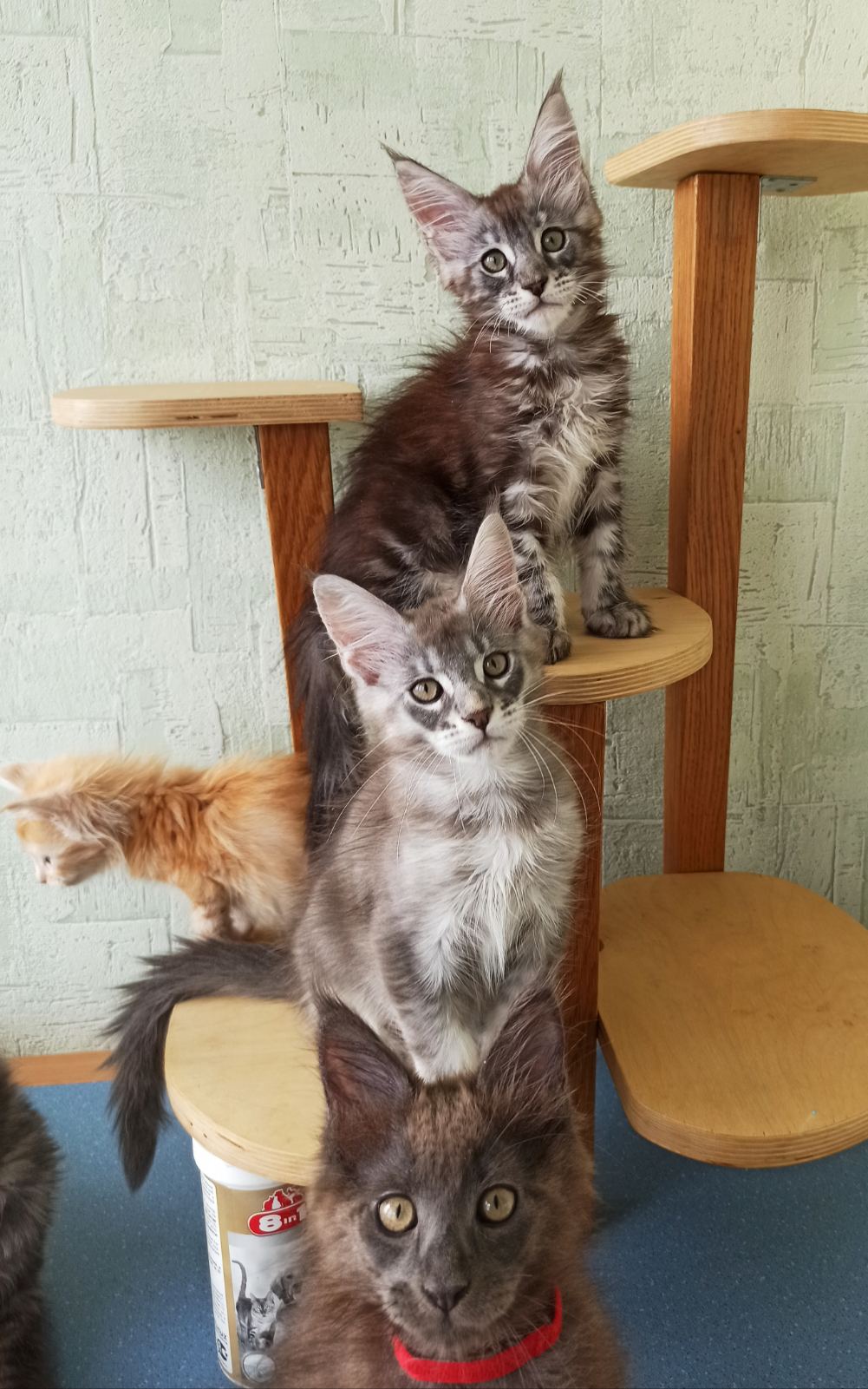 Котопирамида