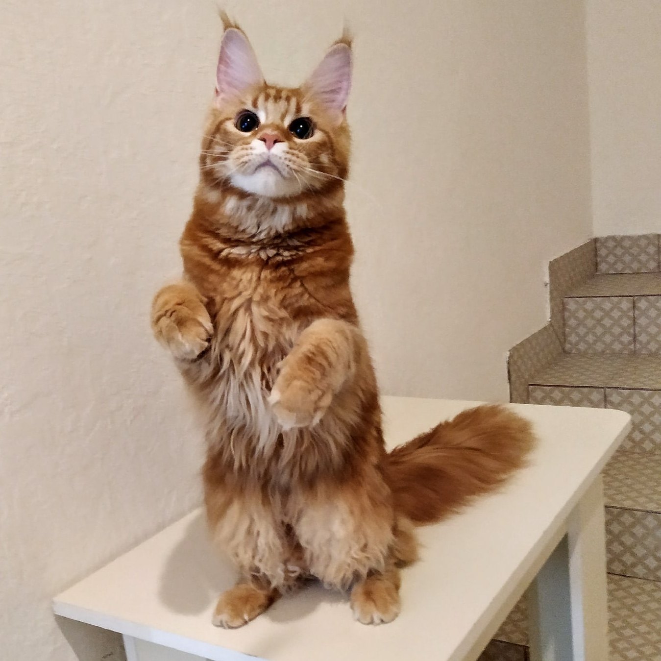 Лапку пожмите и проходите