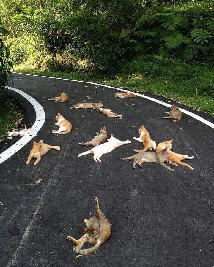 Мимо такой таможни без взятки не проехать