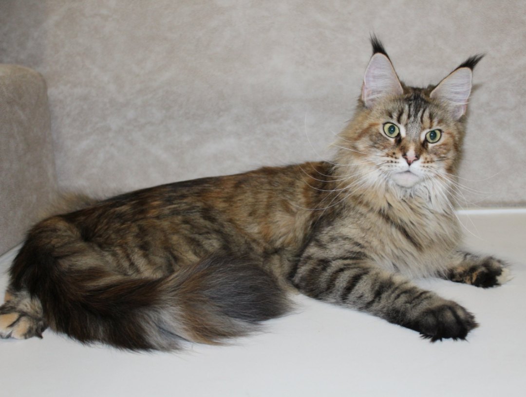 Мне кажется, или Вы давно меня не гладили