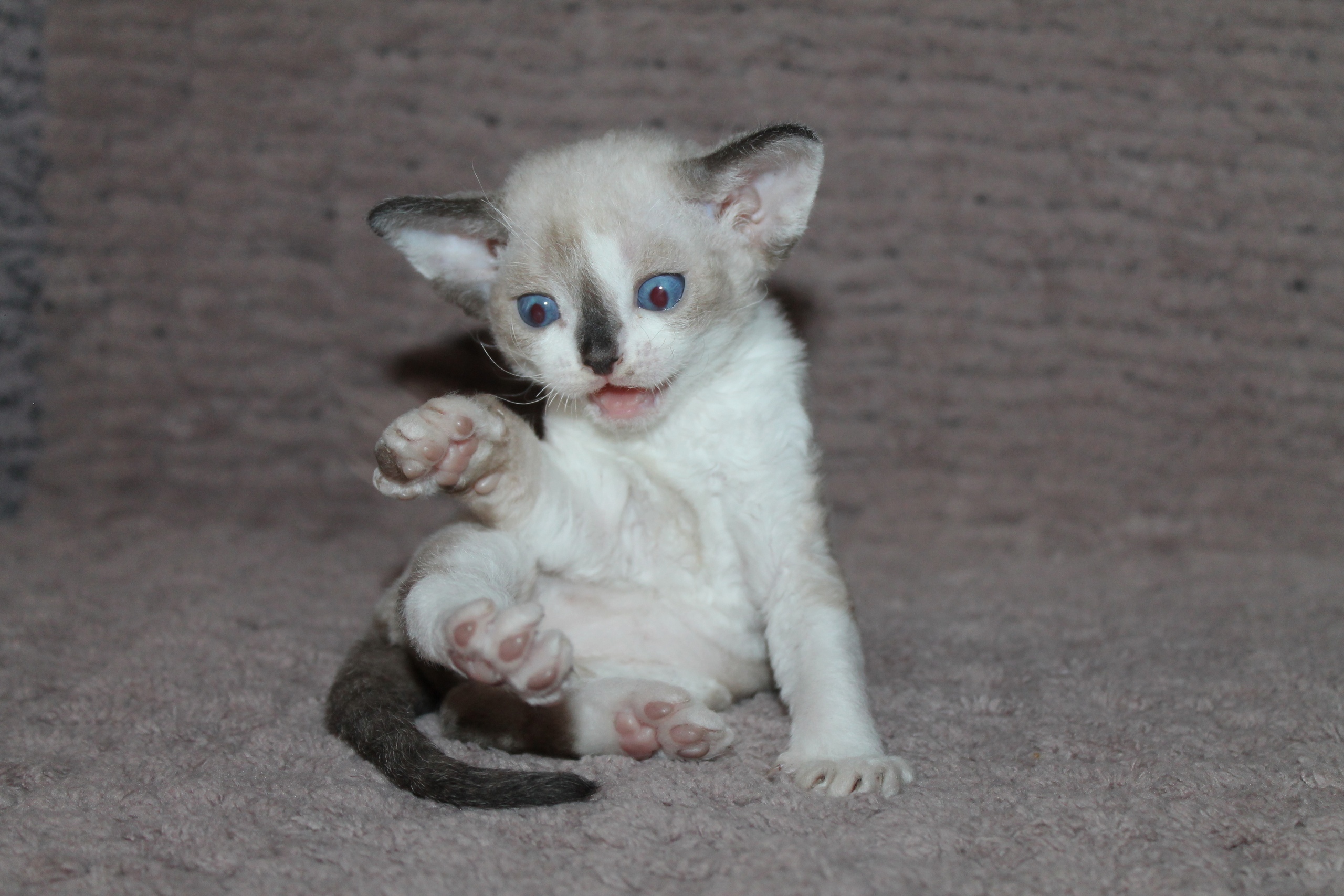 Ой, у меня и на задних лапках пальчики есть