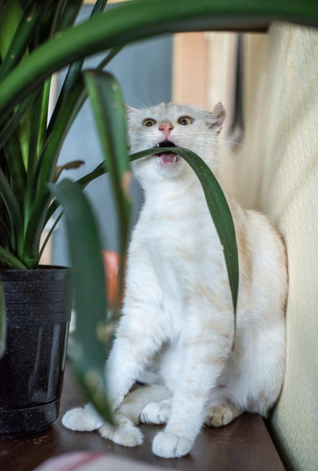 Будь что будет, но я его всё равно попробую