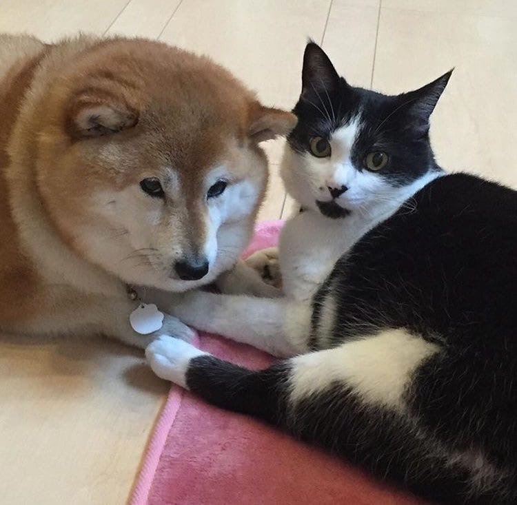 Какие тапки, мы ничего не видели, ничего не трогали