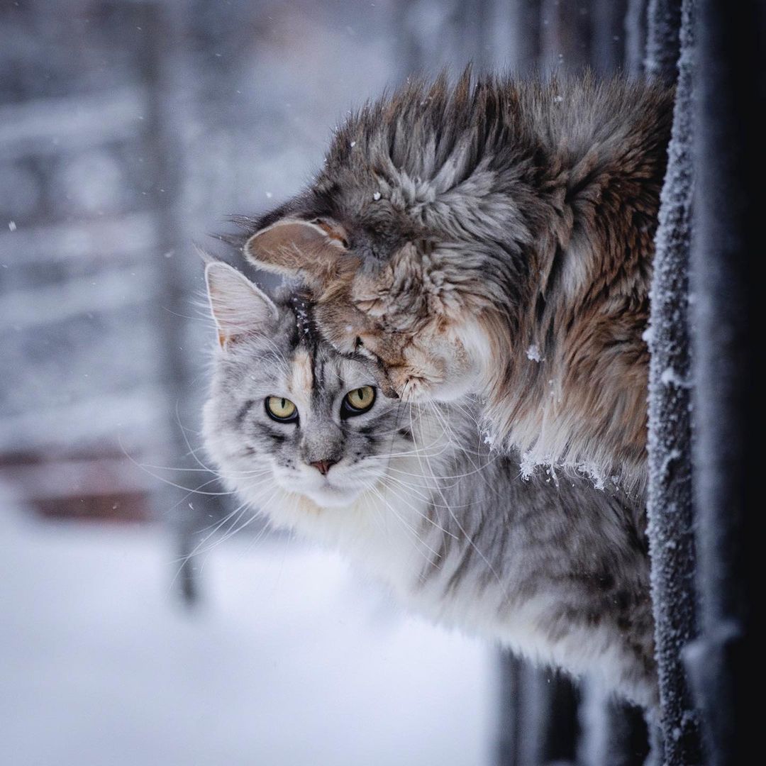 Мороз чувствам не помеха