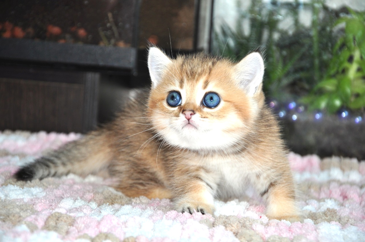 Как Вы посмели на меня голос повысить