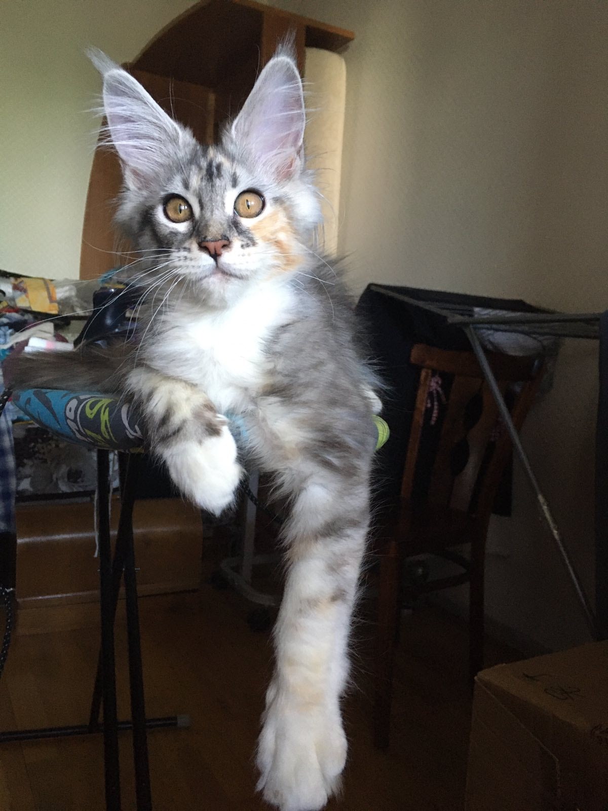 Бельё подождёт, лучше со мной поиграйте