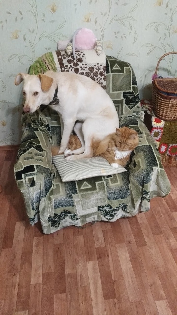 Прекратите ругать моего другана, пока он меня не раздавил