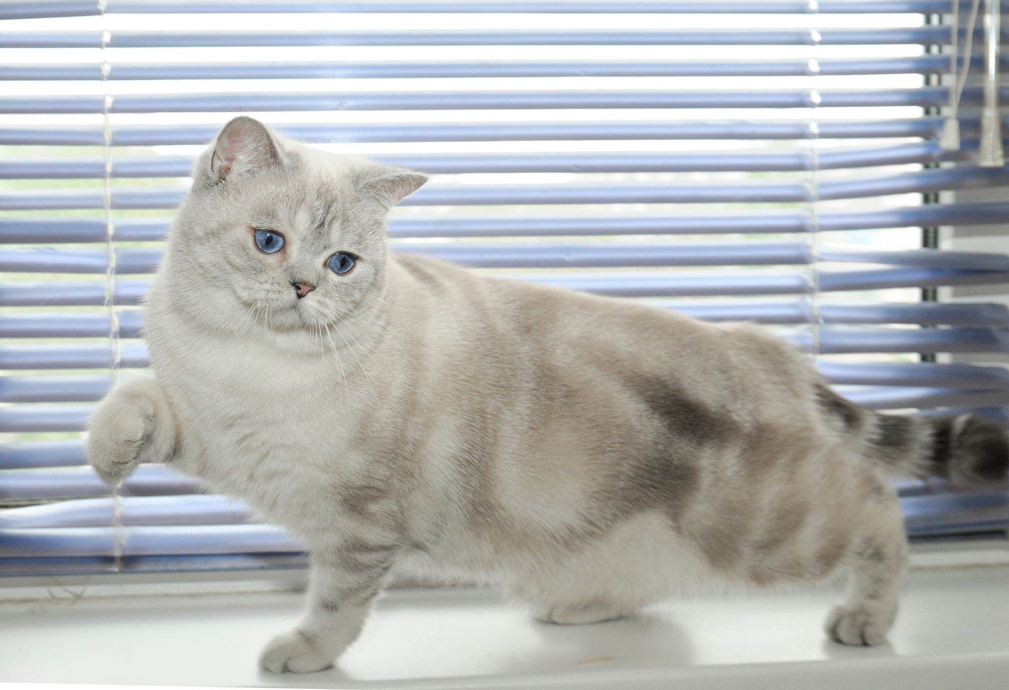 Вы что подоконник не протирали, я похоже лапку испачкала