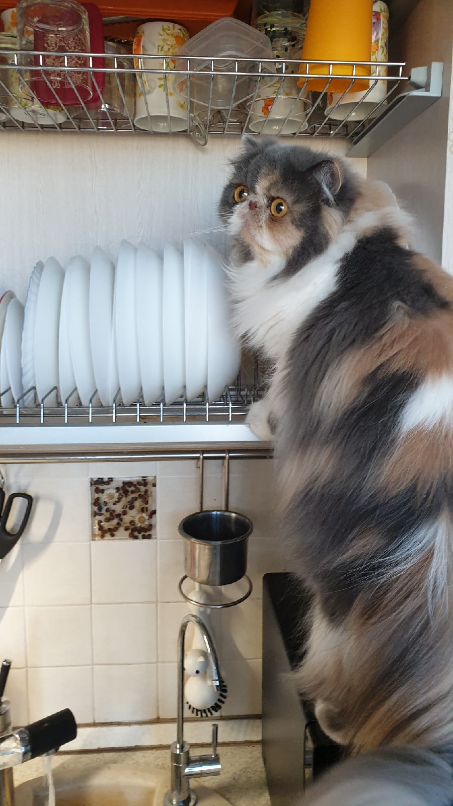 Я кушать хочу, где моя мисочка