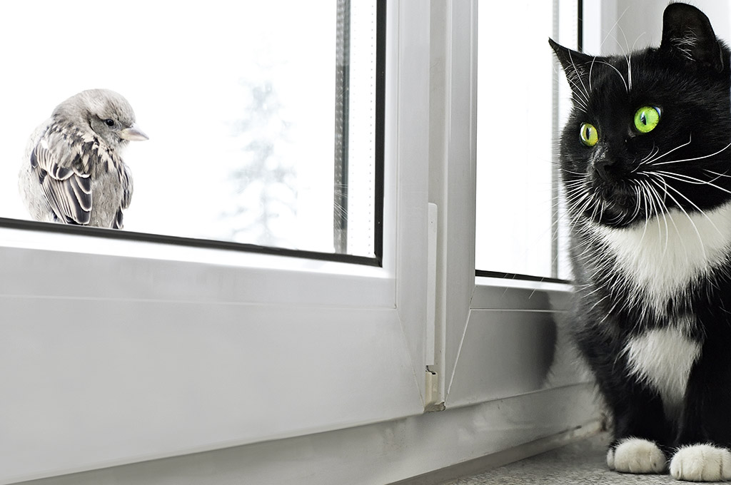 Ты кто, друг пернатый