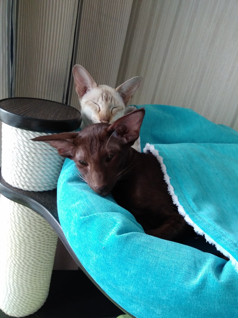 Невежливо врываться в комнату, где кошки спят