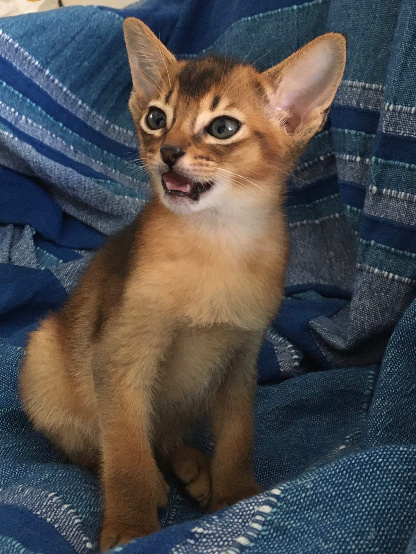 Эх, щас спою