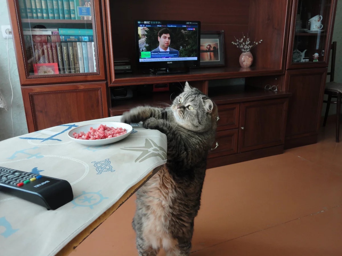 Безобразие какое, еда без присмотра лежит