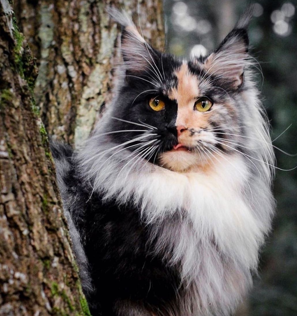 Будете безобразничать в лесу, накажу