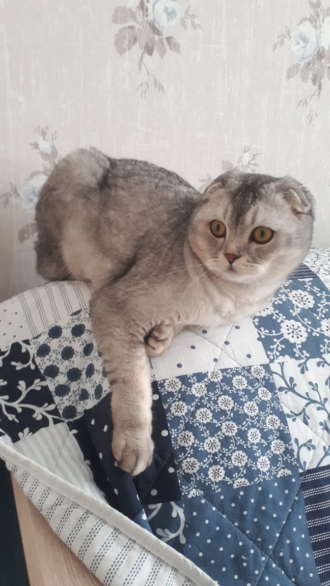 Ну что хозяйка, чем сегодня будем развлекаться