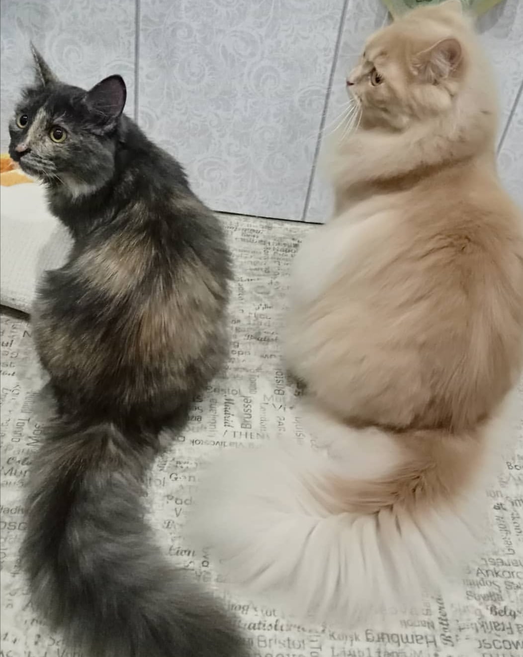 Так кушать хочется, что в животиках урчит