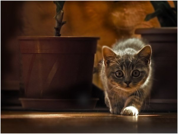 Кажется, кто то на кухню проскочил, надо проверить