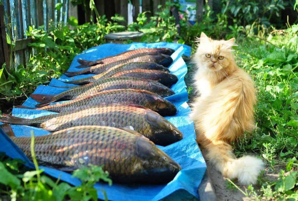 Обещали рыбку золотую поймать, а это что