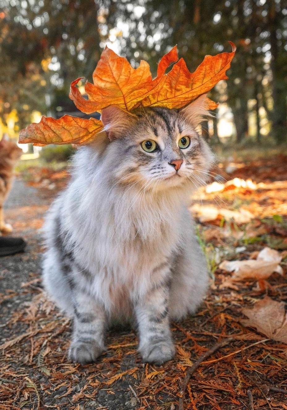 Осень подкралась незаметно, прямо на голову