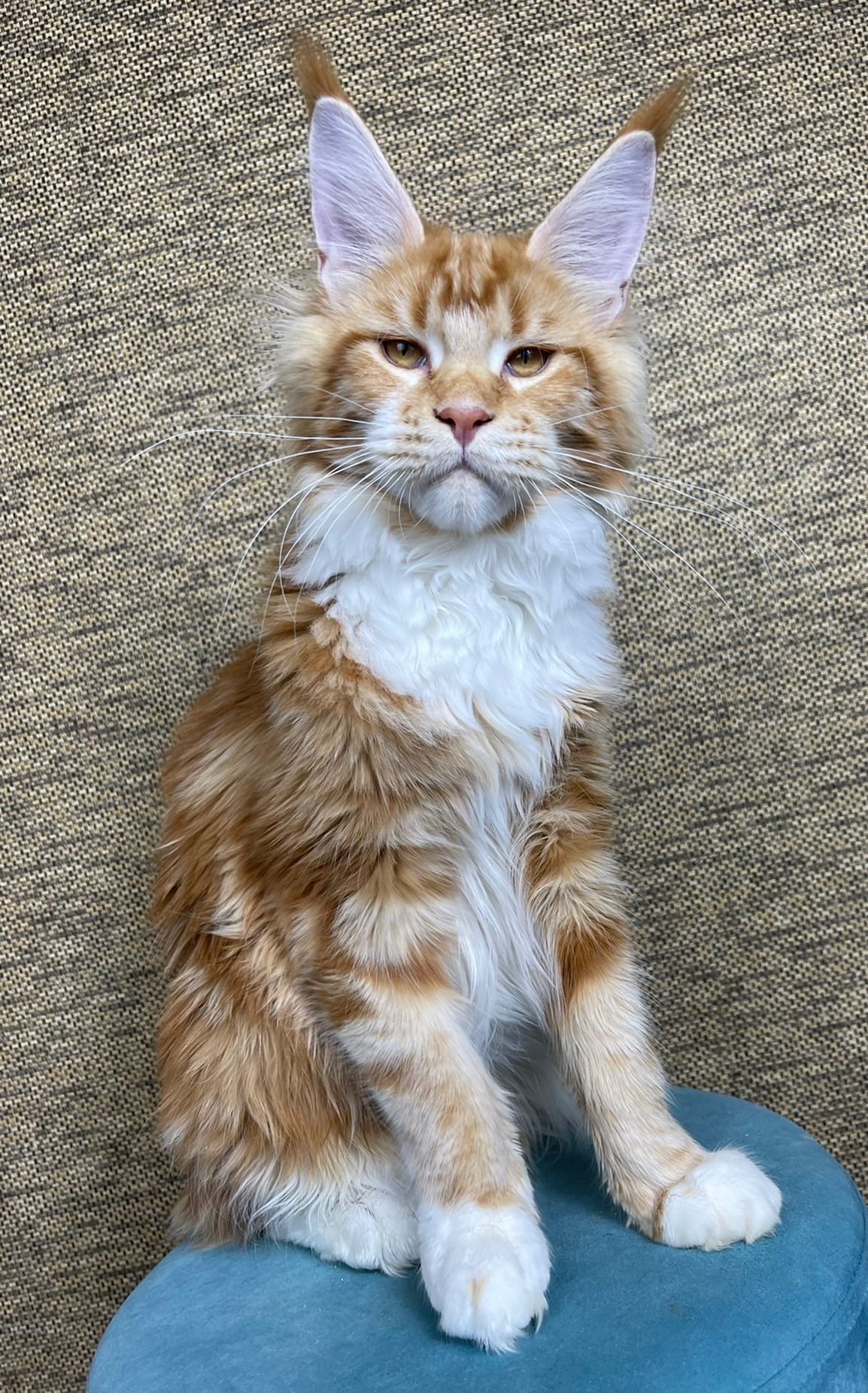 Красавчик Куня