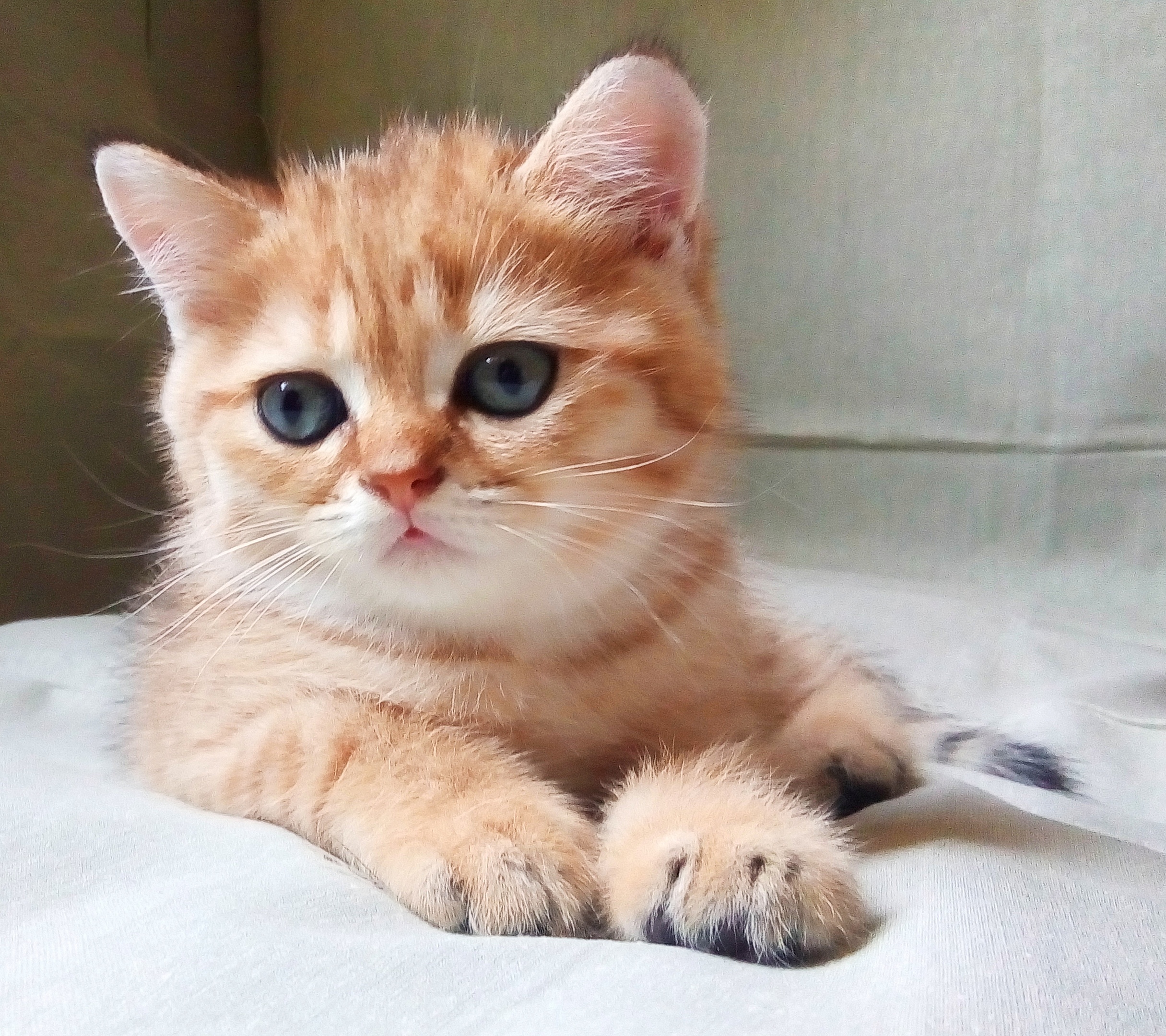 Что за жизнь - обои драть нельзя, тапки разбрасывать нельзя