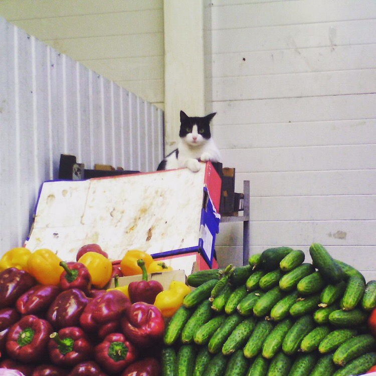 Подходим, покупаем, всё свежее, только с грядки