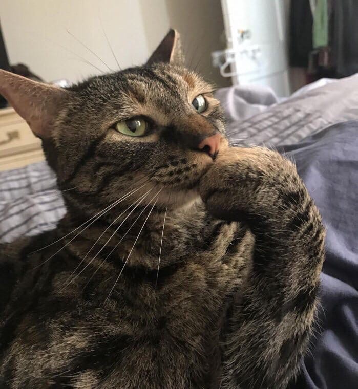 Что бы съесть, рыбку или котлетку