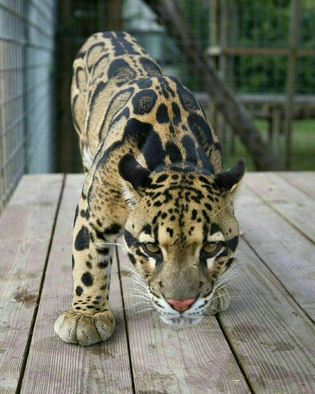 Вы зачем меня в клетку посадили, мне здесь плохо