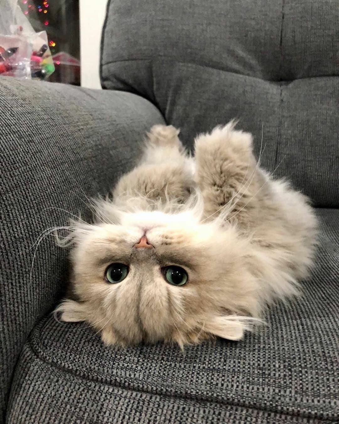 Покайфушки на диване