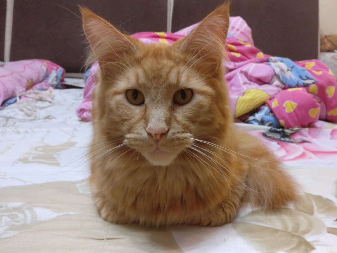 Рыжий котик проснулся