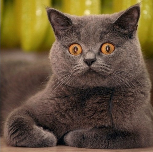 Удивлённая дымчатая кошка