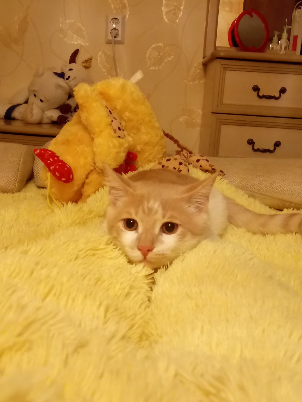 Рыженькая кошечка лежит