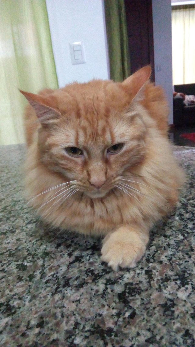 Рыжий котик лежит