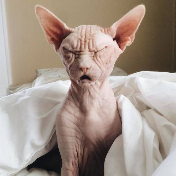 Ой чую не доброе утро