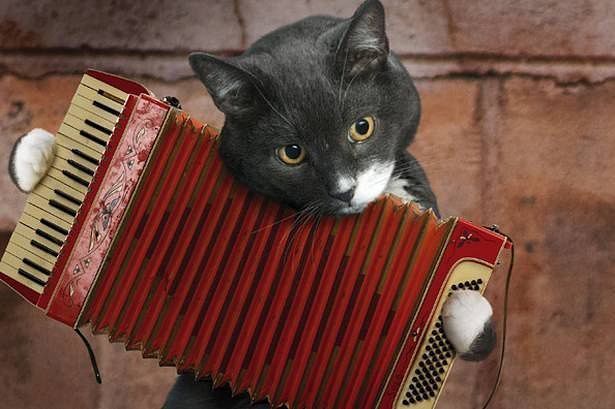 Кот с гармошкой