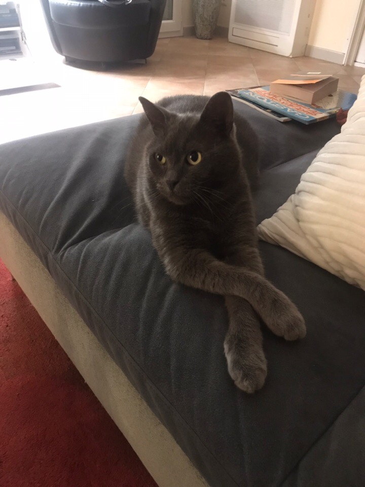 Дымчатая кошка на диване