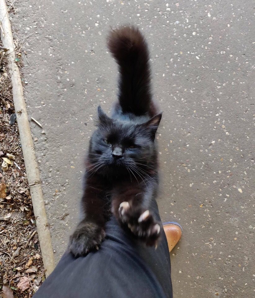 Чёрный попрошайка