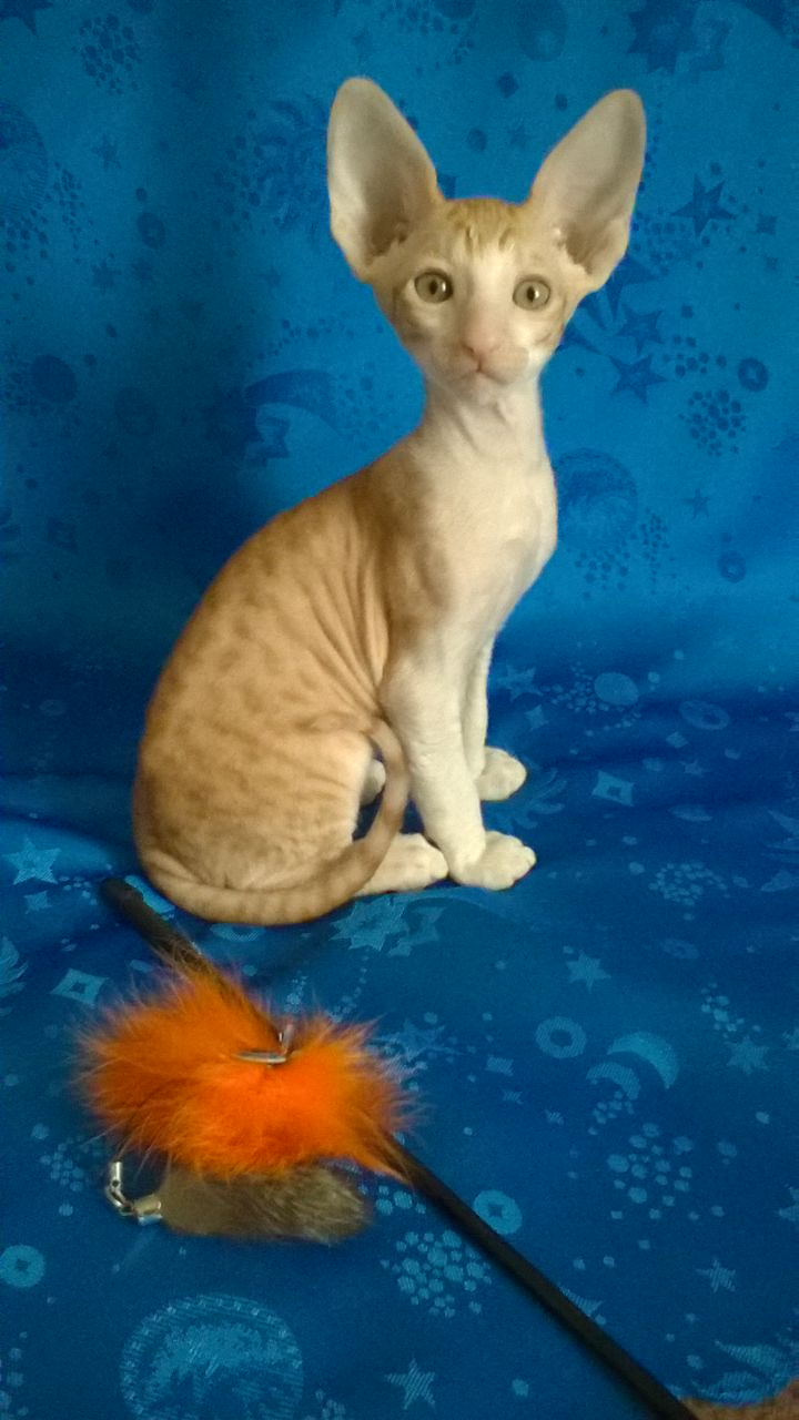 Рыженькая кошка с большими ушами