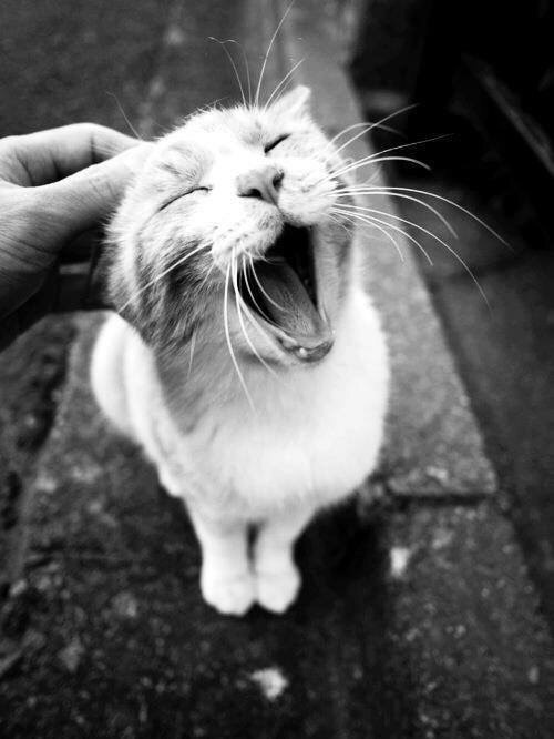 Белый котик зевает