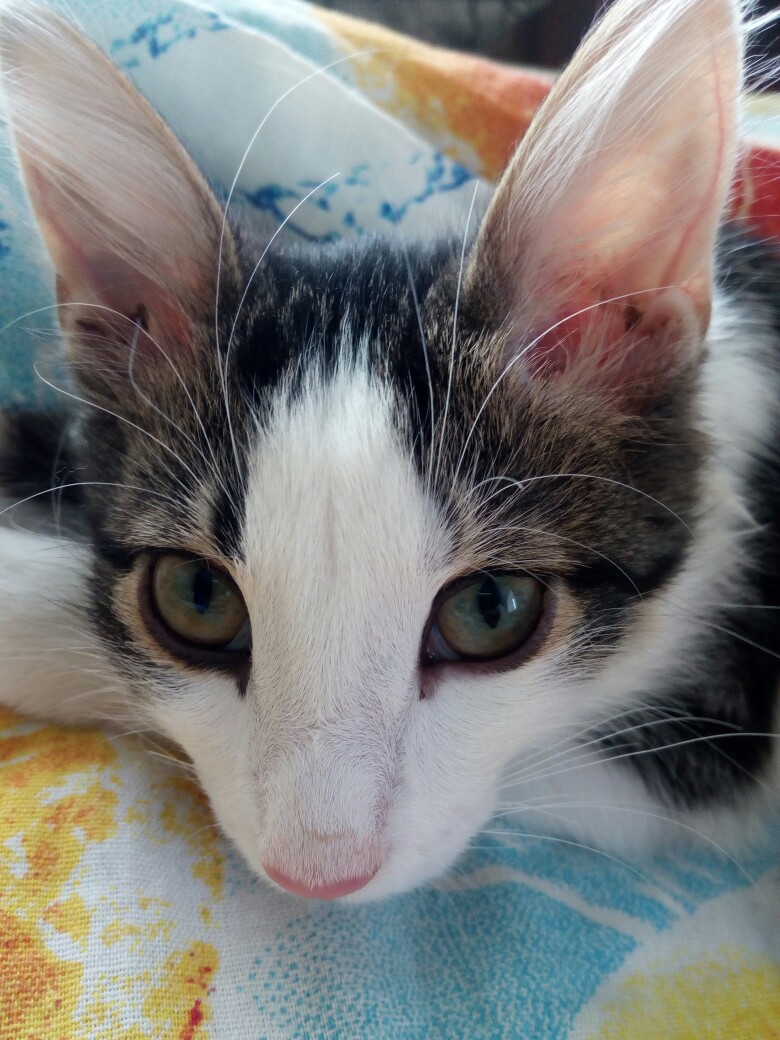 Двухцветная кошечка